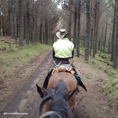 husband and wife riding horses in a pine forest