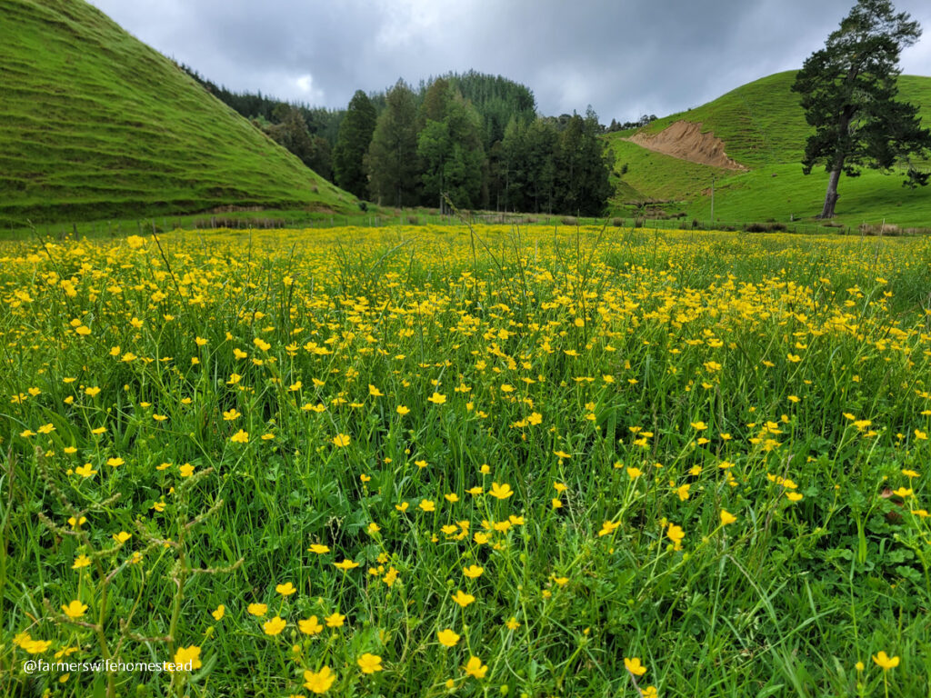 yellow and green buttercup field with a stormy sky in the back ground