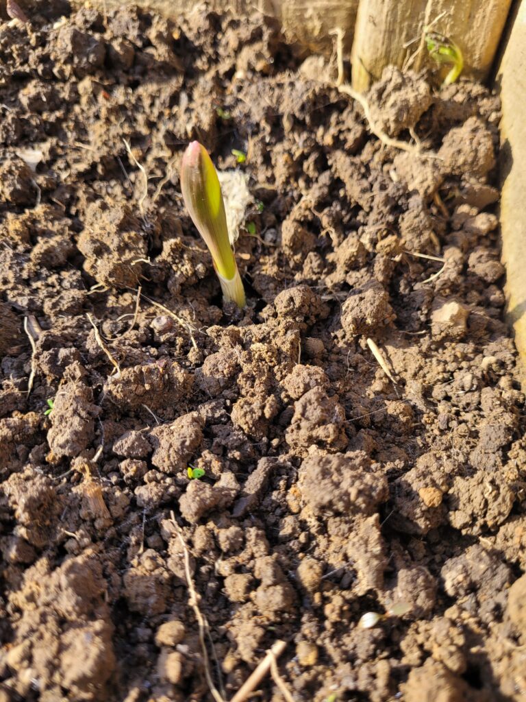 garlic clove popping up through the soil