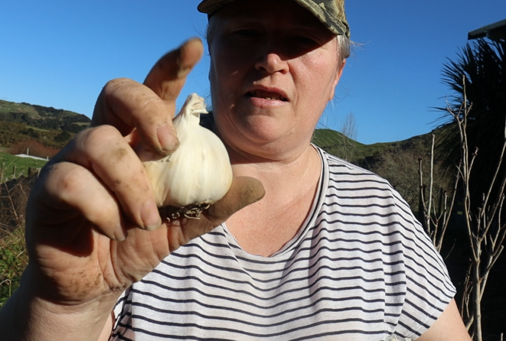 A woman holding a garlic bulb ready to plant t in the garden