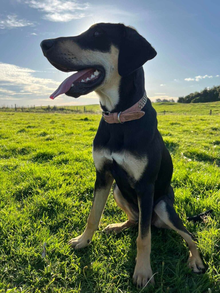 a black and tan huntaway working dog sitting in a green field with blue sky