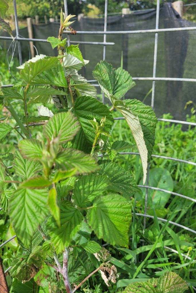 Black raspberry plant in its first year of growth